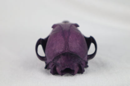 Naturally Stained Red Fox Skull