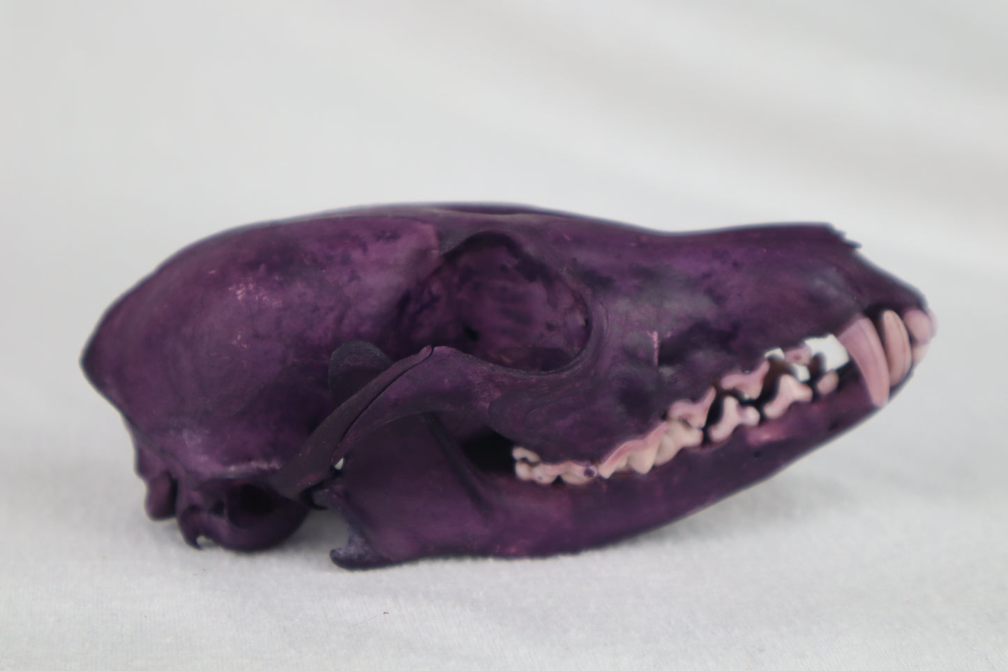Naturally Stained Red Fox Skull