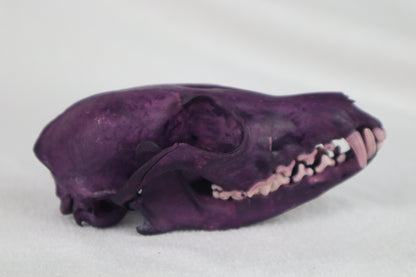 Naturally Stained Red Fox Skull