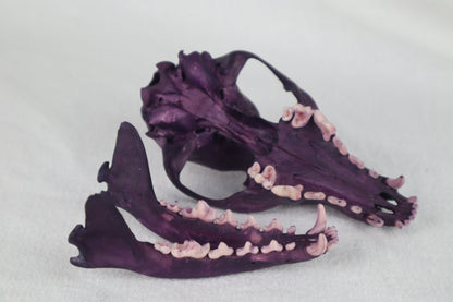 Naturally Stained Red Fox Skull