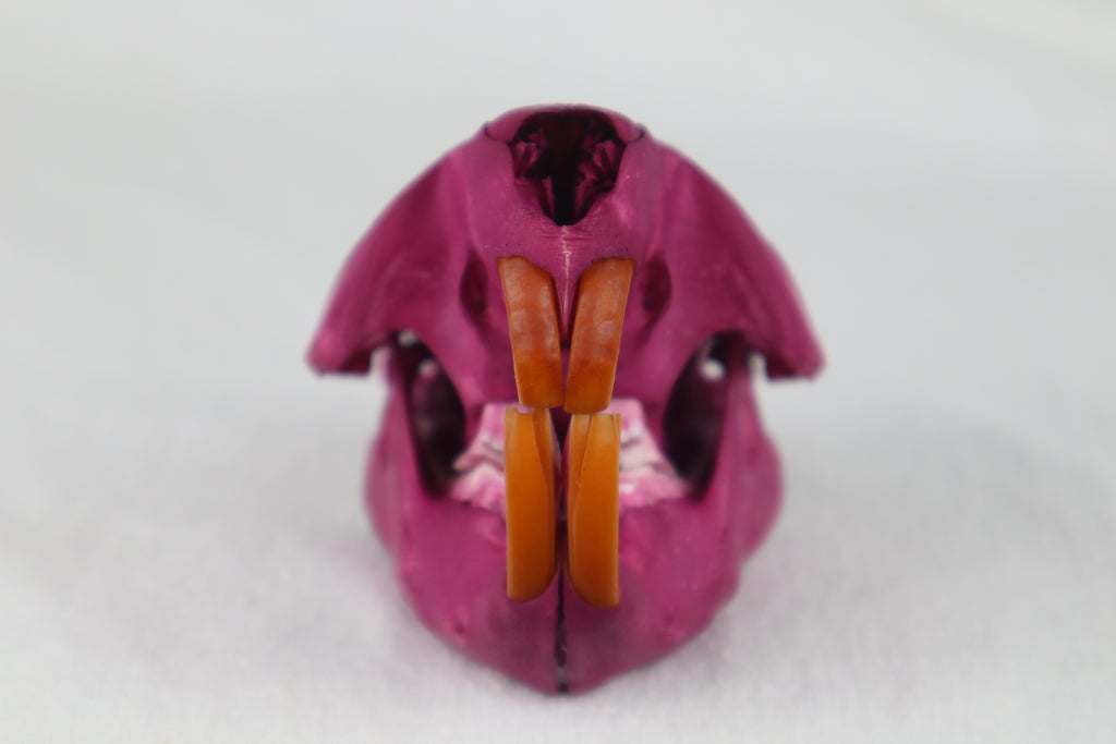 Naturally Stained Beaver Skull