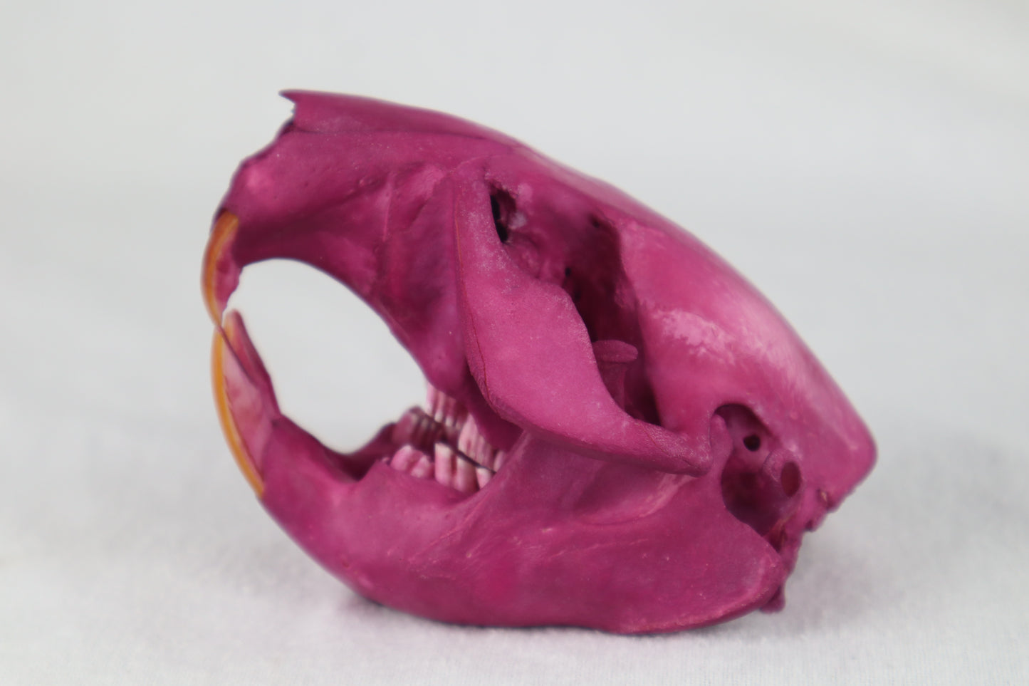 Naturally Stained Beaver Skull