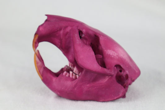 Naturally Stained Beaver Skull
