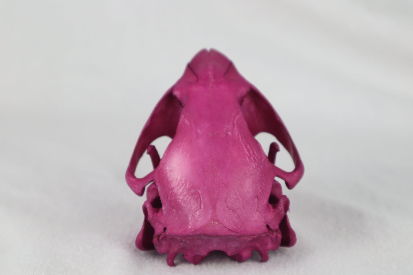 Naturally Stained Beaver Skull