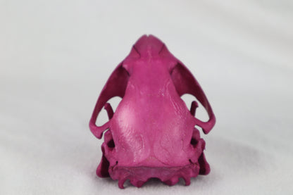 Naturally Stained Beaver Skull