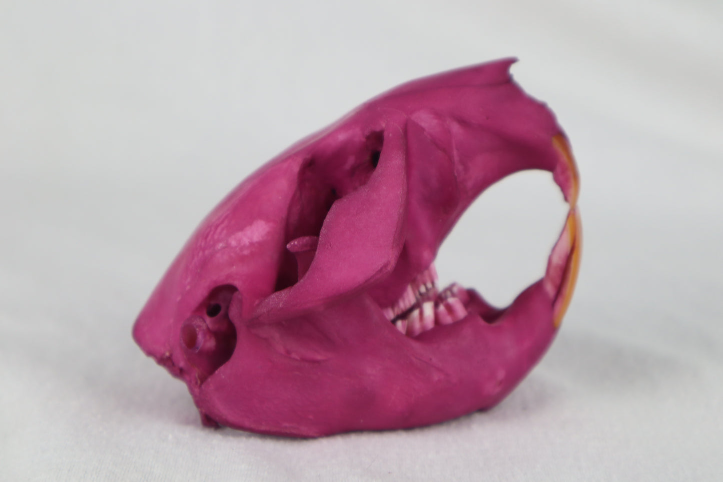 Naturally Stained Beaver Skull