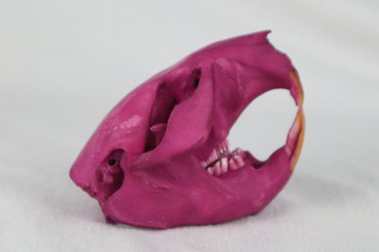 Naturally Stained Beaver Skull