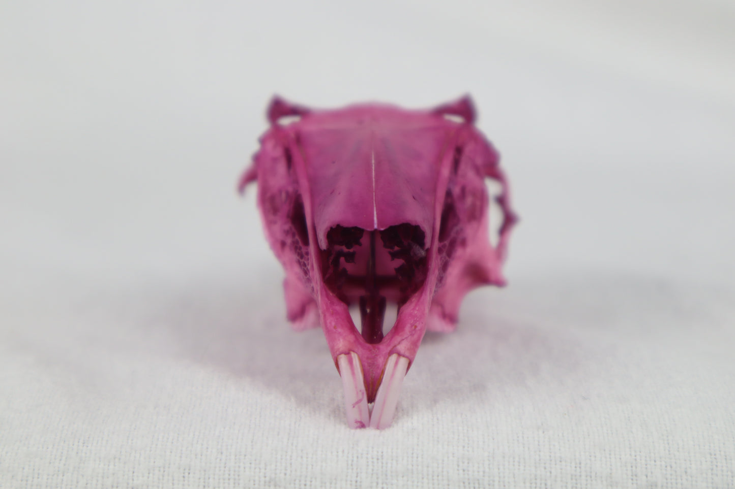 Naturally Stained Partial Damaged Jack Rabbit Skull