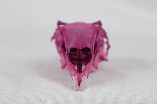 Naturally Stained Partial Damaged Jack Rabbit Skull