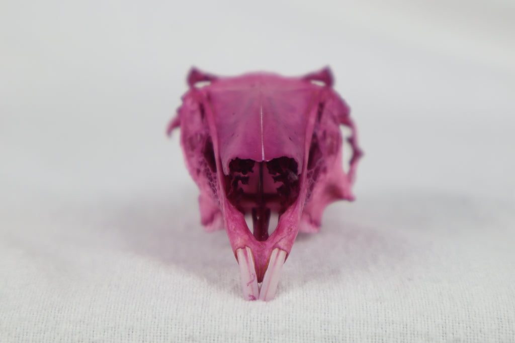 Naturally Stained Partial Damaged Jack Rabbit Skull