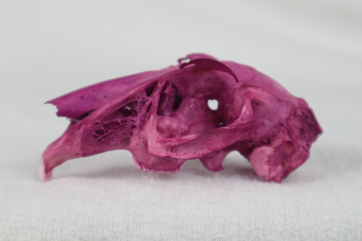 Naturally Stained Partial Damaged Jack Rabbit Skull