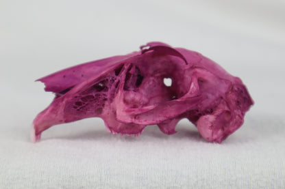 Naturally Stained Partial Damaged Jack Rabbit Skull