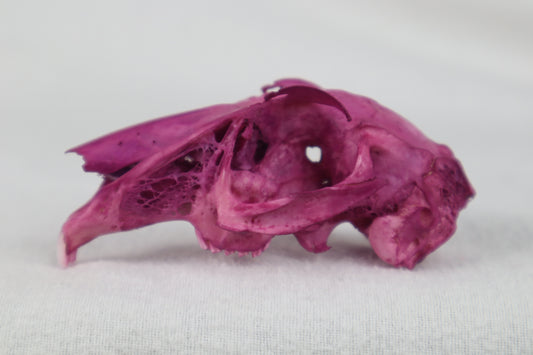 Naturally Stained Partial Damaged Jack Rabbit Skull