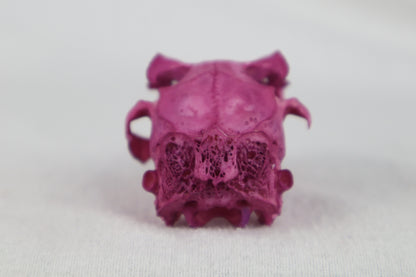Naturally Stained Partial Damaged Jack Rabbit Skull