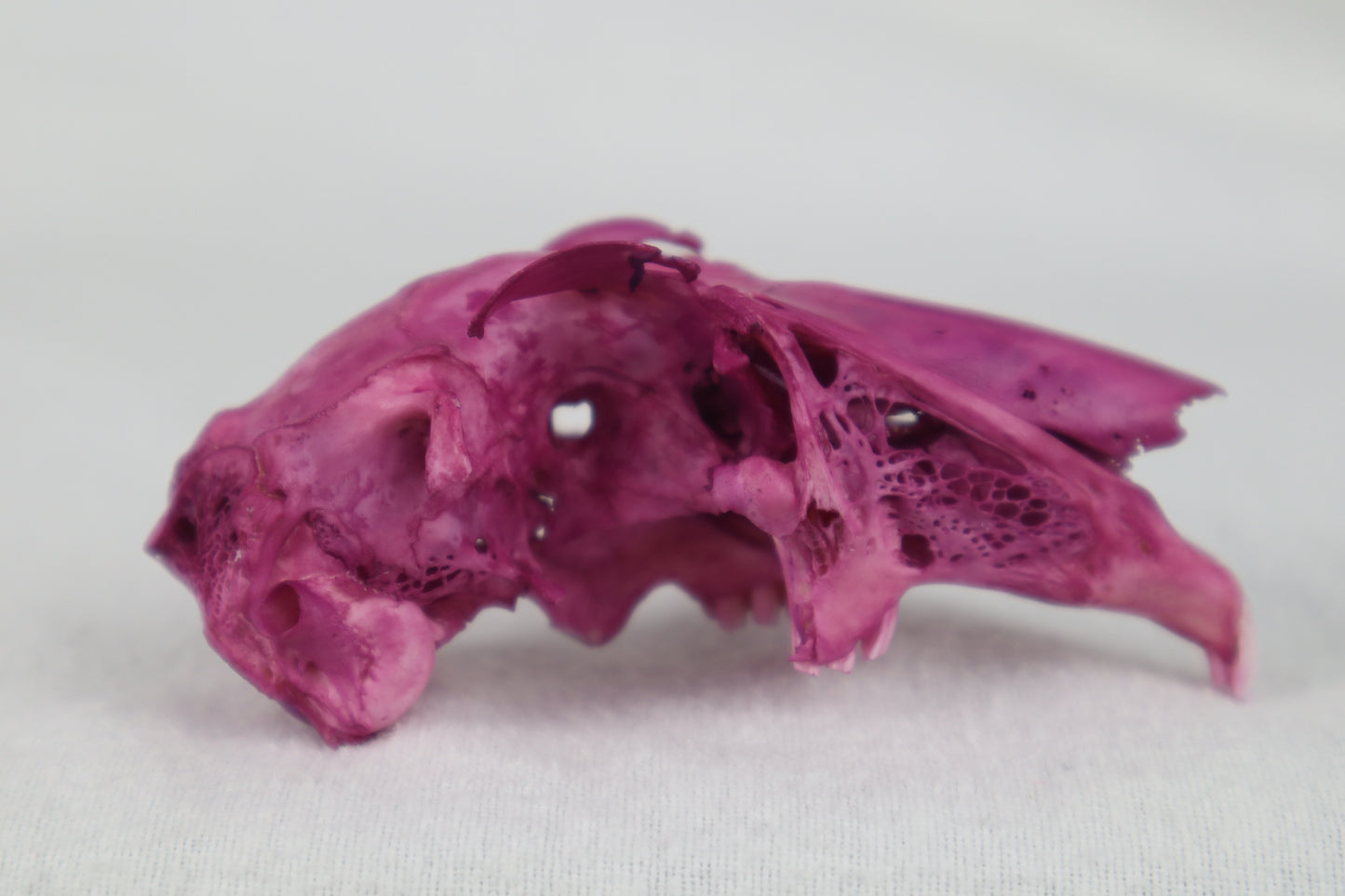 Naturally Stained Partial Damaged Jack Rabbit Skull
