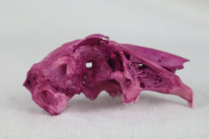 Naturally Stained Partial Damaged Jack Rabbit Skull