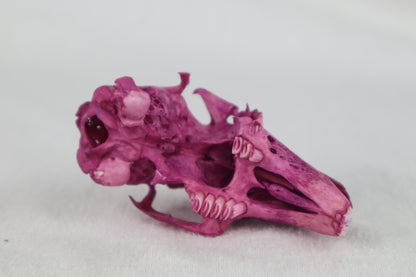 Naturally Stained Partial Damaged Jack Rabbit Skull