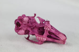 Naturally Stained Partial Damaged Jack Rabbit Skull