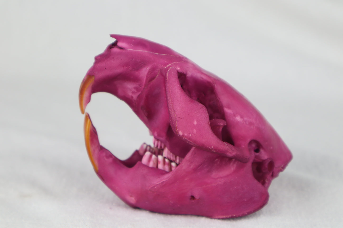 Naturally Stained Beaver Skull