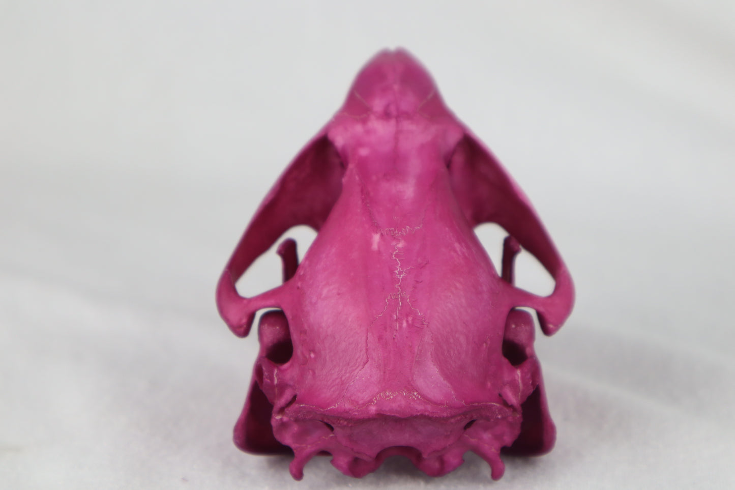 Naturally Stained Beaver Skull
