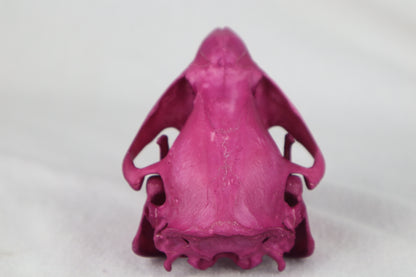 Naturally Stained Beaver Skull