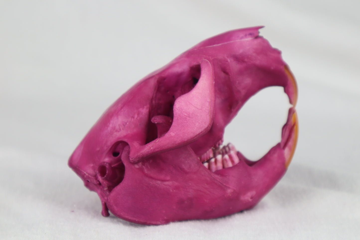 Naturally Stained Beaver Skull