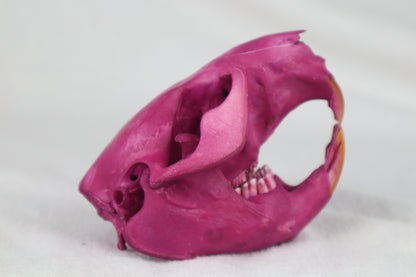 Naturally Stained Beaver Skull