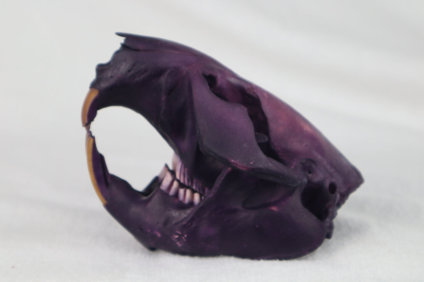 Reserved for Anne - Naturally Stained Beaver Skull