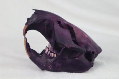 Reserved for Anne - Naturally Stained Beaver Skull