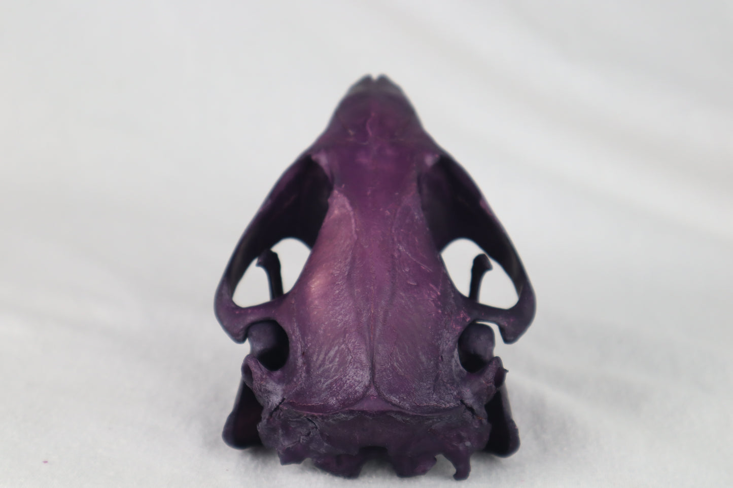 Reserved for Anne - Naturally Stained Beaver Skull
