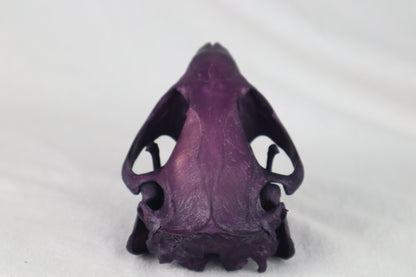 Reserved for Anne - Naturally Stained Beaver Skull