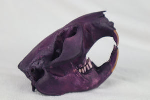 Reserved for Anne - Naturally Stained Beaver Skull