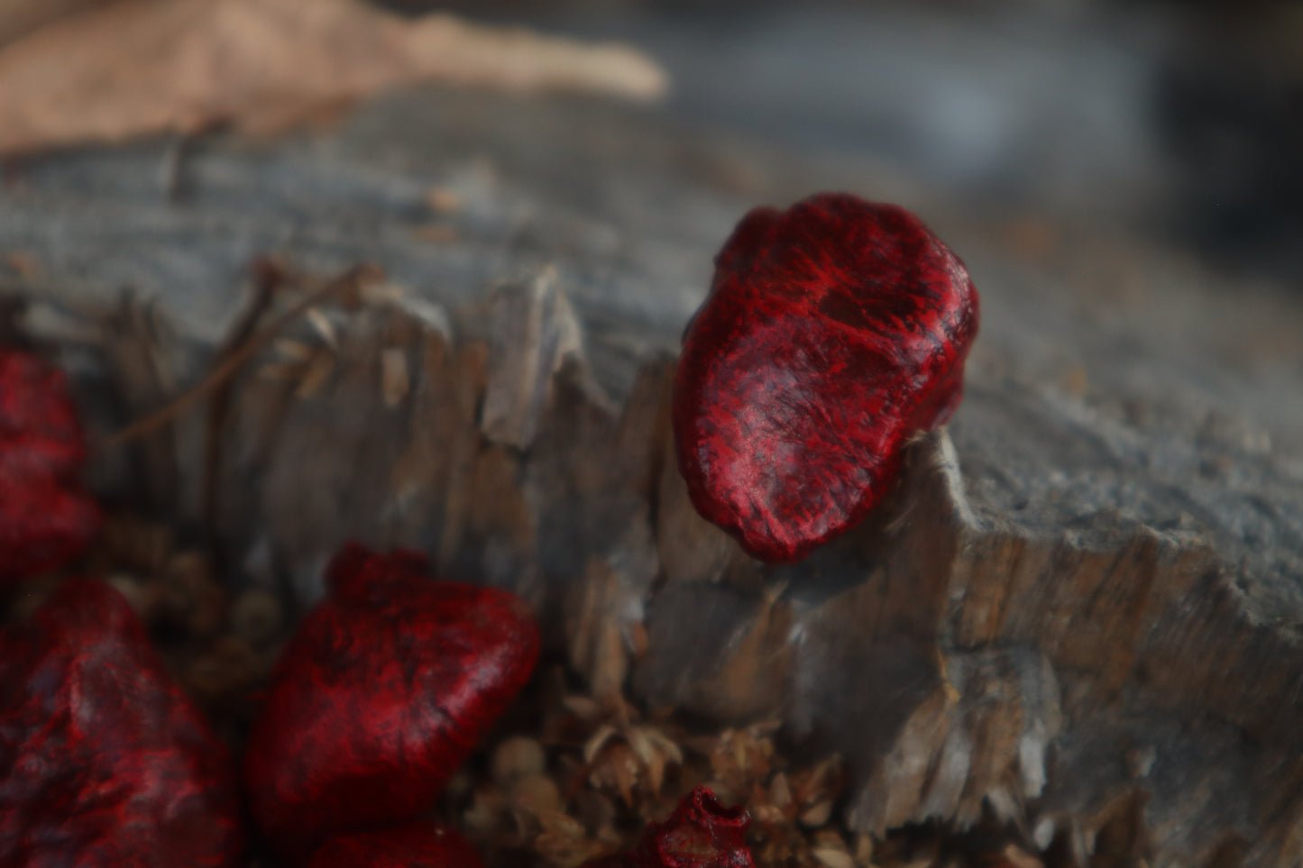 Dry Preserved Chicken Heart