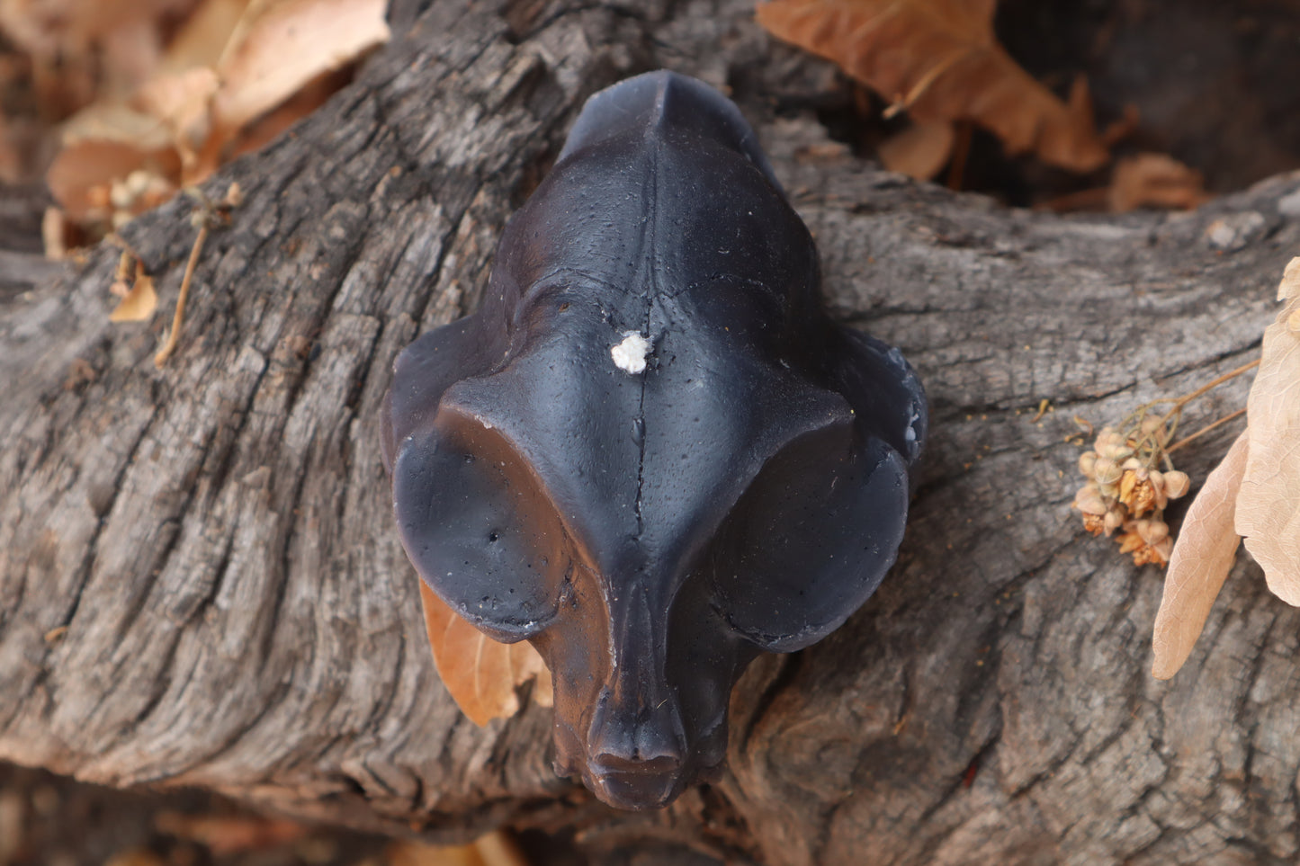 Cat Skull Candle - Black Beeswax