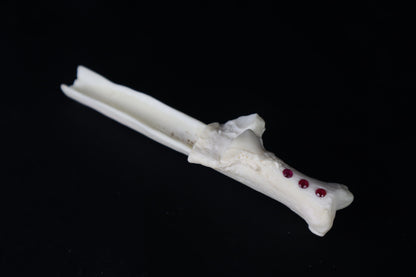 Gray Wolf Bone Incense Holder with Garnets