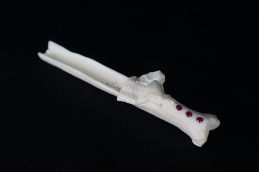 Gray Wolf Bone Incense Holder with Garnets