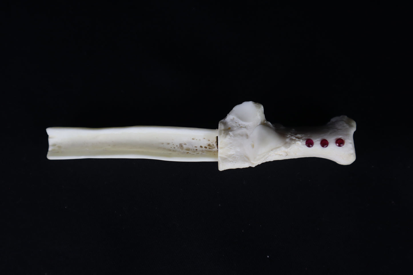 Gray Wolf Bone Incense Holder with Garnets