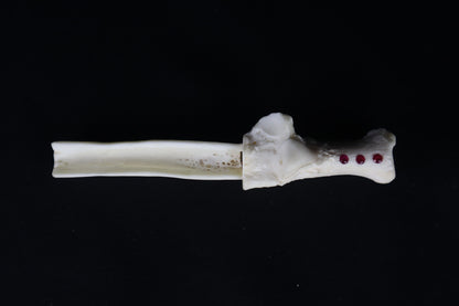 Gray Wolf Bone Incense Holder with Garnets
