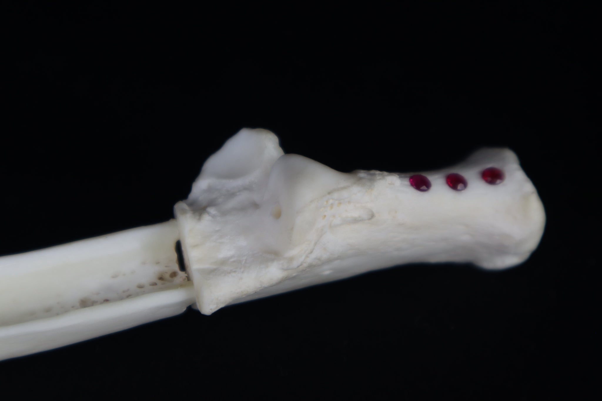 Gray Wolf Bone Incense Holder with Garnets
