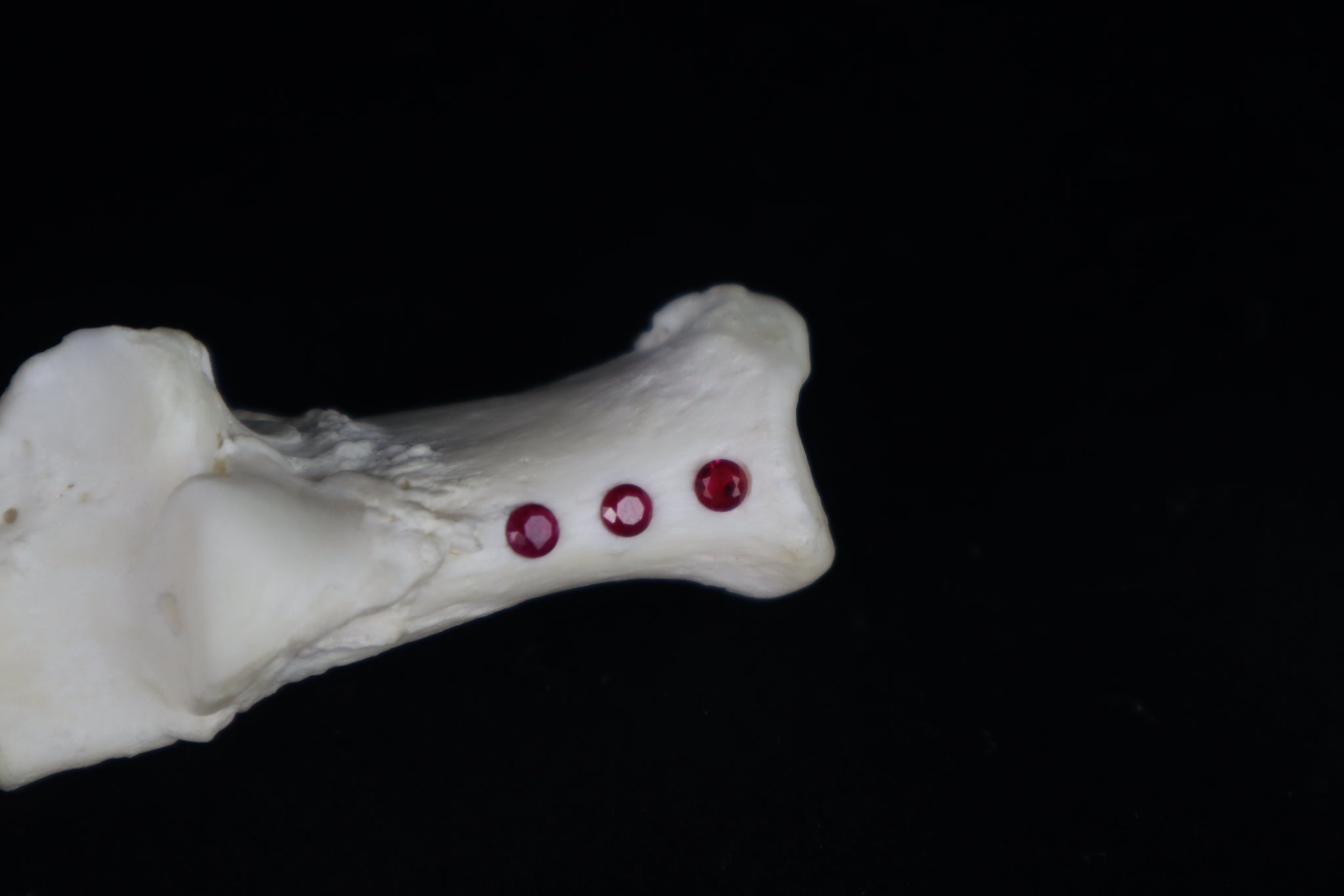 Gray Wolf Bone Incense Holder with Garnets