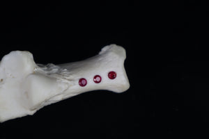 Gray Wolf Bone Incense Holder with Garnets