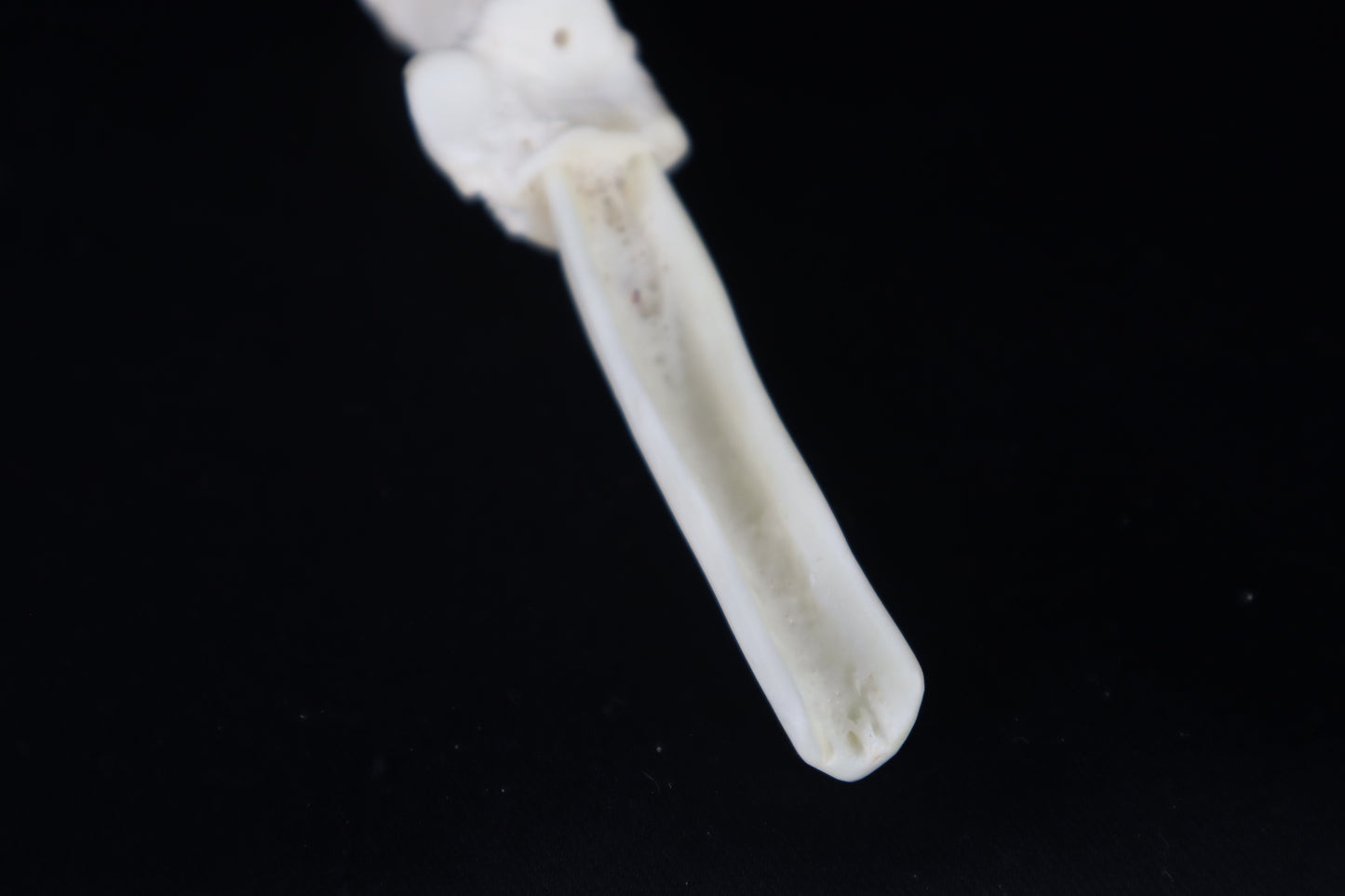 Gray Wolf Bone Incense Holder with Garnets