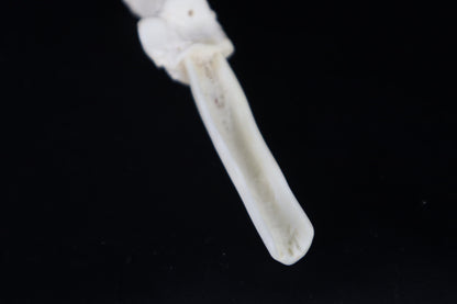 Gray Wolf Bone Incense Holder with Garnets