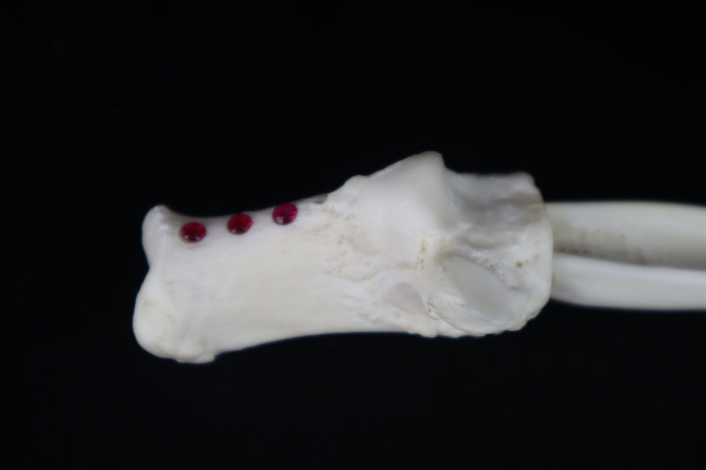 Gray Wolf Bone Incense Holder with Garnets