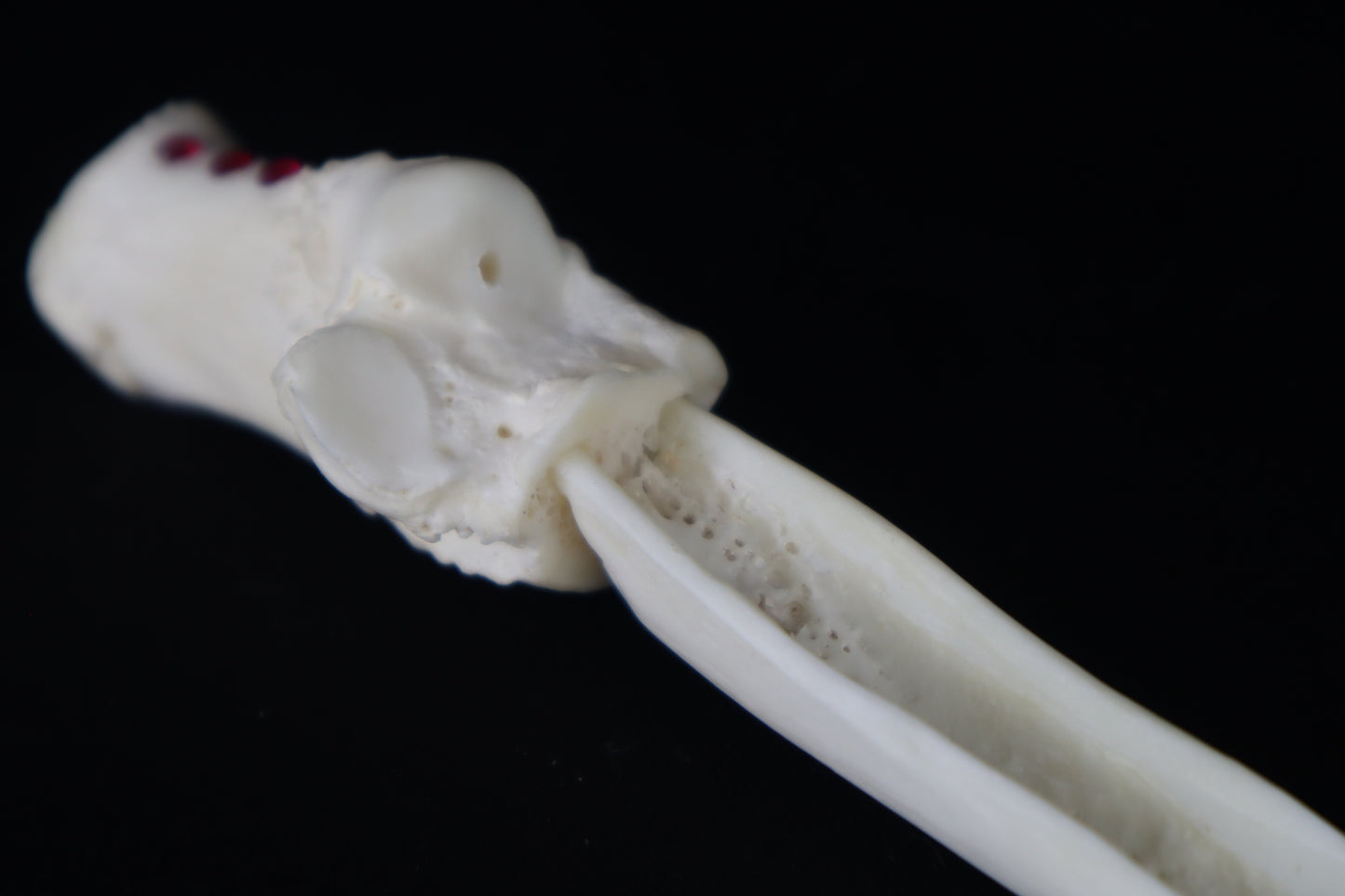 Gray Wolf Bone Incense Holder with Garnets