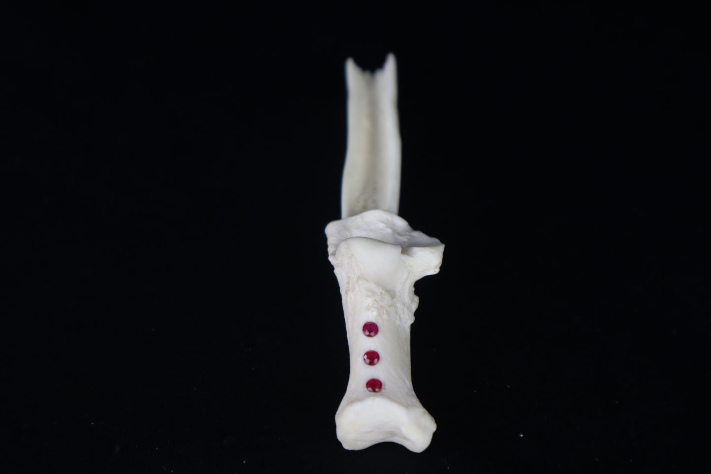 Gray Wolf Bone Incense Holder with Garnets