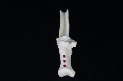 Gray Wolf Bone Incense Holder with Garnets