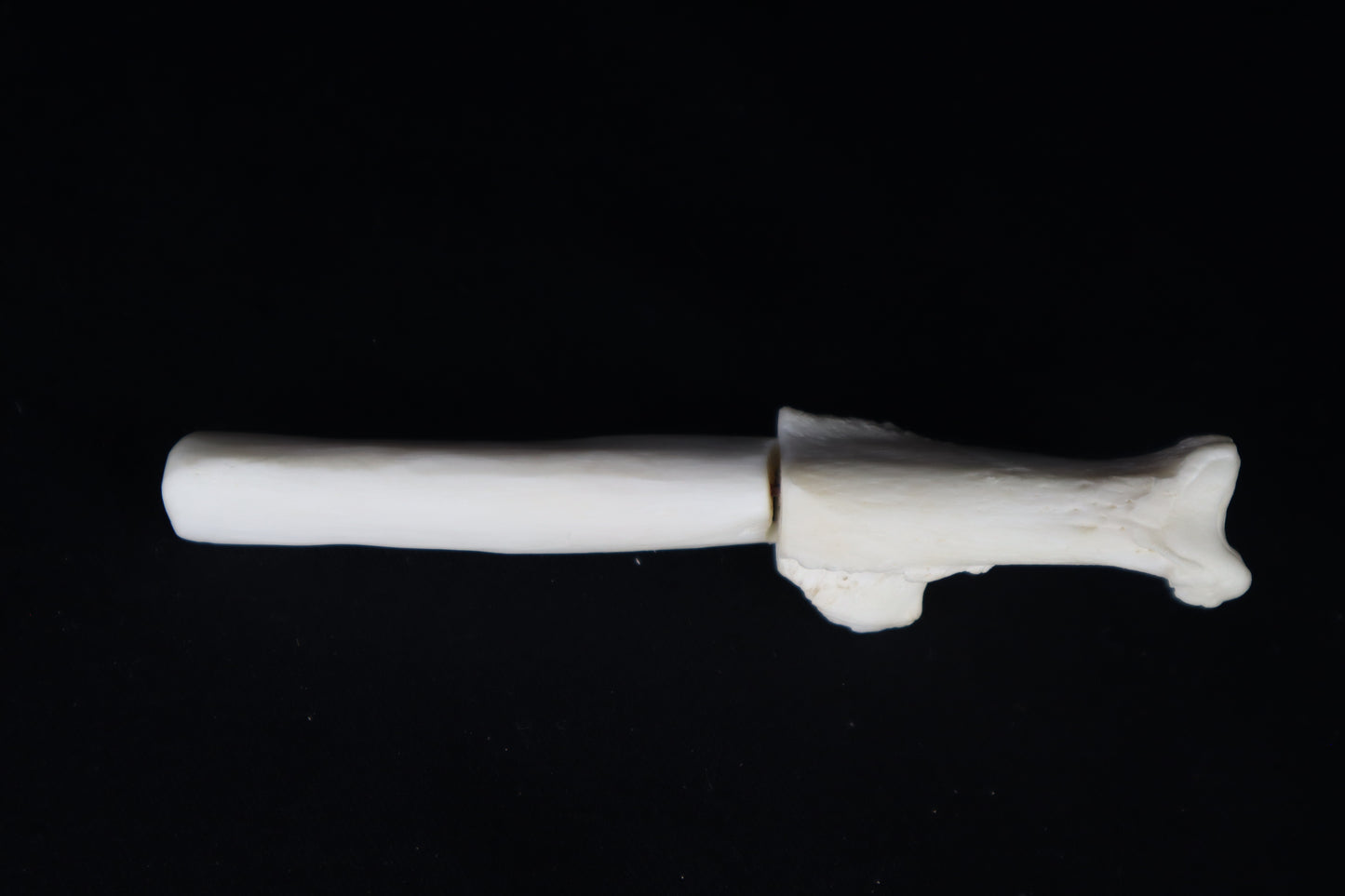Gray Wolf Bone Incense Holder with Garnets