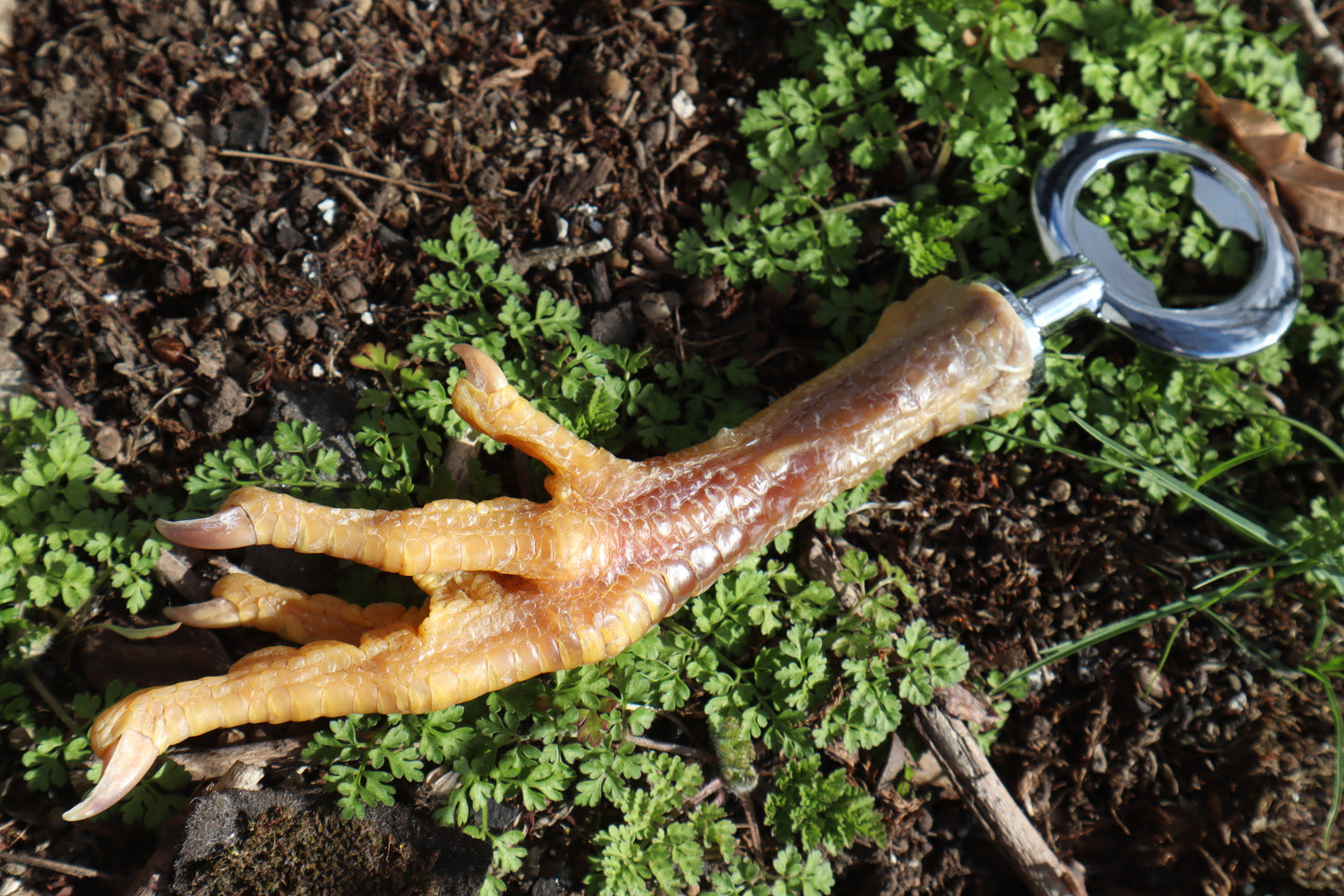 Chicken Foot Bottle Opener