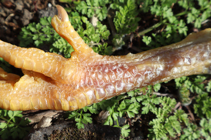 Chicken Foot Bottle Opener